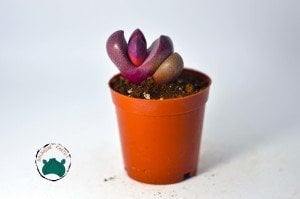 Pleiospilos Nelii Royal Flush - Doğal Mor Renkli Taş Kaktüs Yaşayan Kaya