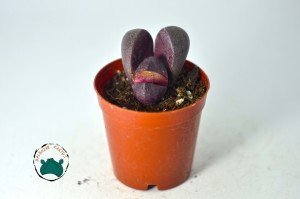 Pleiospilos Nelii Royal Flush - Doğal Mor Renkli Taş Kaktüs Yaşayan Kaya