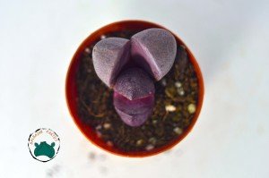 Pleiospilos Nelii Royal Flush - Doğal Mor Renkli Taş Kaktüs Yaşayan Kaya