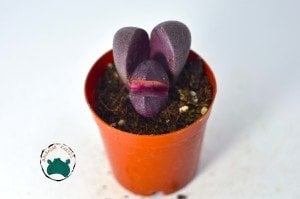 Pleiospilos Nelii Royal Flush - Doğal Mor Renkli Taş Kaktüs Yaşayan Kaya