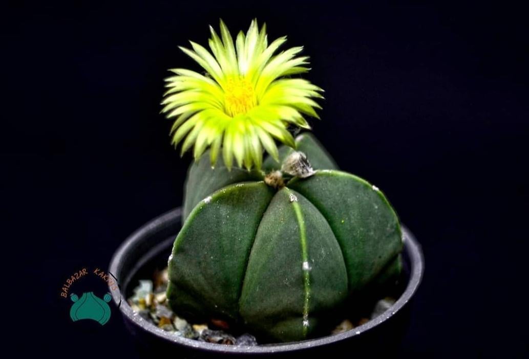 Astrophytum Myriostigma Nudum Kaktüs - Koleksiyonluk  Tür (10,5cm saksıda)