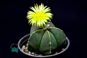 Astrophytum Myriostigma Nudum Kaktüs - Koleksiyonluk  Tür (10,5cm saksıda)