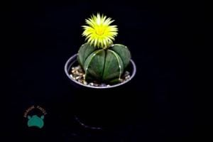 Astrophytum Myriostigma Nudum Kaktüs - Koleksiyonluk  Tür (10,5cm saksıda)