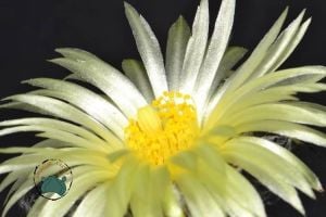 Astrophytum Myriostigma Nudum Kaktüs - Koleksiyonluk  Tür (10,5cm saksıda)