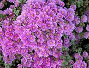 Oscularia Deltoides Sukulent - Pembe Buz Çiçeği