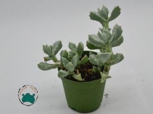 Oscularia Deltoides Sukulent - Pembe Buz Çiçeği