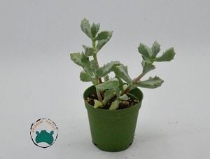 Oscularia Deltoides Sukulent - Pembe Buz Çiçeği