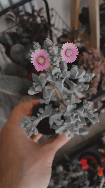 Oscularia Deltoides Sukulent - Pembe Buz Çiçeği