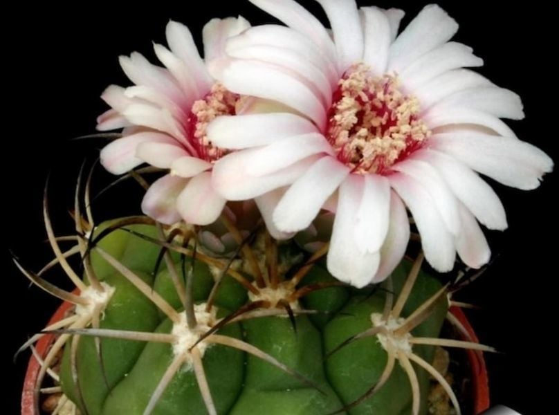 Gymnocalycium Pflanzii Kaktüs - Özel Koleksiyonluk Tür