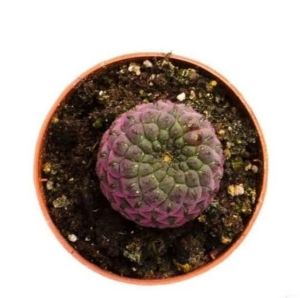 Sulcorebutia Rauschii Violet - Mor Pembe Renkli Özel Tür