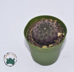 Sulcorebutia Rauschii Violet - Mor Pembe Renkli Özel Tür