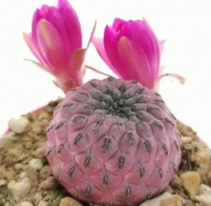 Sulcorebutia Rauschii Violet - Mor Pembe Renkli Özel Tür