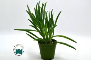 Senecio Serpens Sukulent  -Mavi Tebeşir Özel Tür