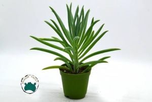 Senecio Serpens Sukulent  -Mavi Tebeşir Özel Tür