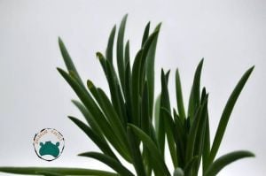 Senecio Serpens Sukulent  -Mavi Tebeşir Özel Tür