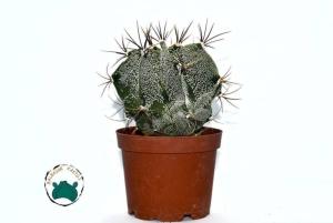 Astrophytum Ornatum - Yıldız Kaktüs Koleksiyonluk Tür (8.5cmsaksıda)