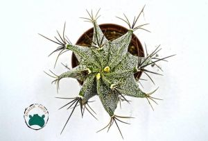 Astrophytum Ornatum - Yıldız Kaktüs Koleksiyonluk Tür (8.5cmsaksıda)