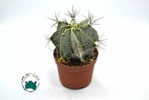 Astrophytum Ornatum - Yıldız Kaktüs Koleksiyonluk Tür (8.5cmsaksıda)