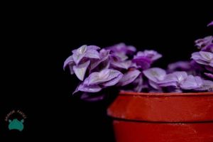 Callisia Repens Pink Lady Sukulent Doğal Pembe Renkli