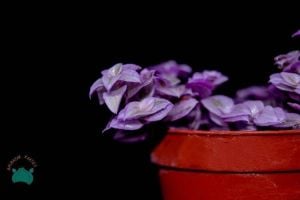 Callisia Repens Pink Lady Sukulent Doğal Pembe Renkli