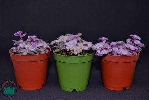 Callisia Repens Pink Lady Sukulent Doğal Pembe Renkli