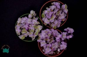 Callisia Repens Pink Lady Sukulent Doğal Pembe Renkli