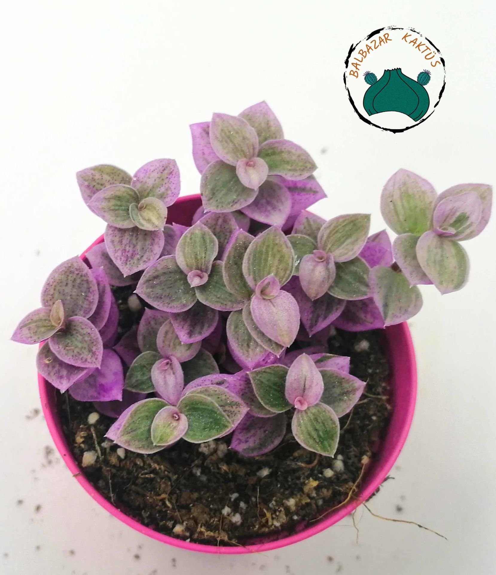 Callisia Repens Pink Lady Sukulent Doğal Pembe Renkli