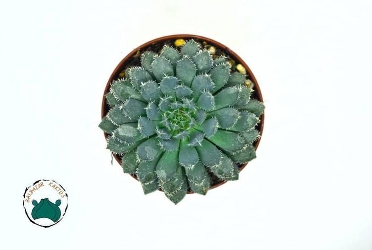 Echeveria Setosa var. Minor Sukulent Mavi Renk Tüylü Yapraklı