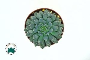 Echeveria Setosa var. Minor Sukulent Mavi Renk Tüylü Yapraklı