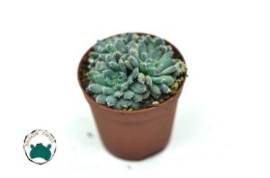 Echeveria Setosa var. Minor Sukulent Mavi Renk Tüylü Yapraklı