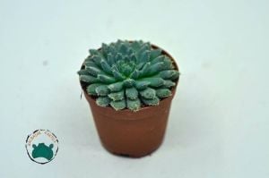 Echeveria Setosa var. Minor Sukulent Mavi Renk Tüylü Yapraklı