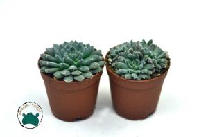 Echeveria Setosa var. Minor Sukulent Mavi Renk Tüylü Yapraklı