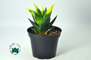 Haworthia Limifolia Variegata - Doğal Sarı Yeşil Renkli Özel Tür (7cmlik saksıda)