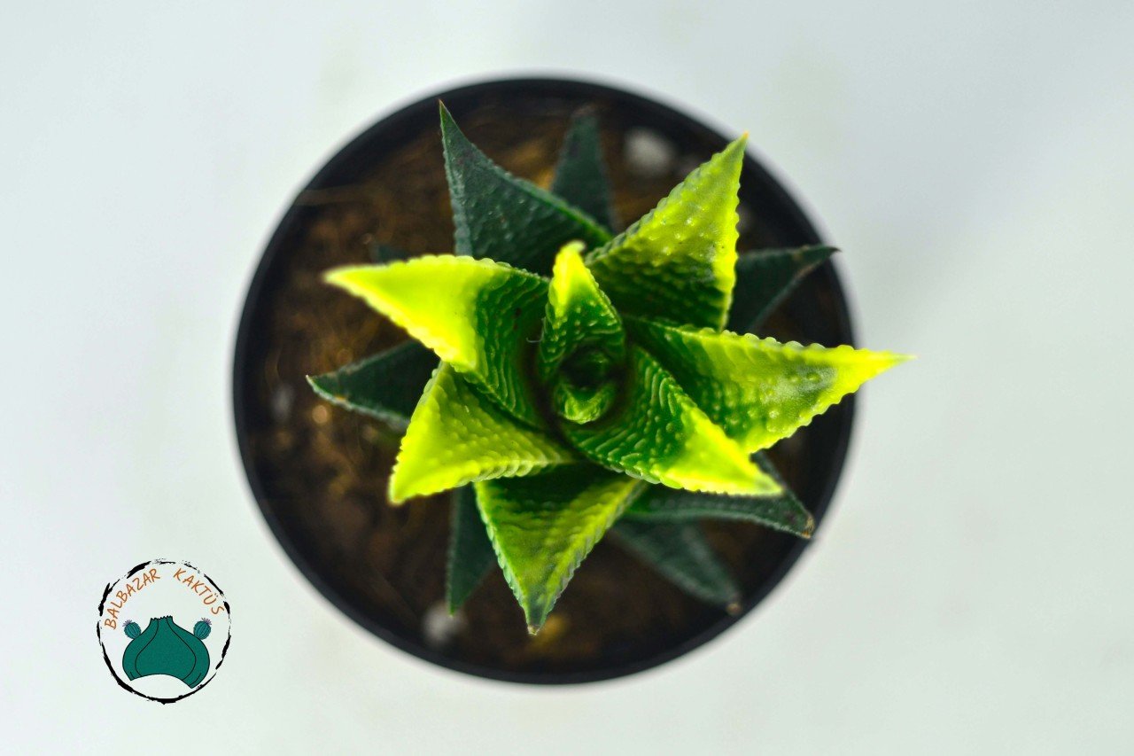 Haworthia Limifolia Variegata - Doğal Sarı Yeşil Renkli Özel Tür (7cmlik saksıda)