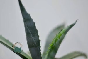 Agave Americana Sukulent - Sabır Bitkisi (10.5cm saksıda)