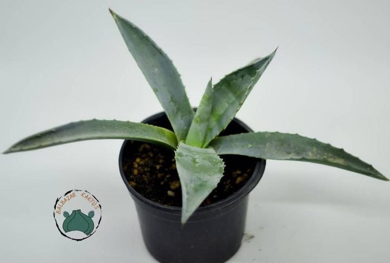 Agave Americana Sukulent - Sabır Bitkisi (10.5cm saksıda)