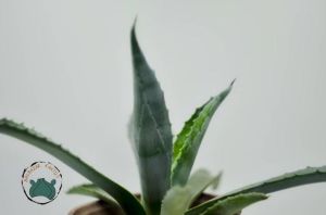 Agave Americana Sukulent - Sabır Bitkisi (10.5cm saksıda)