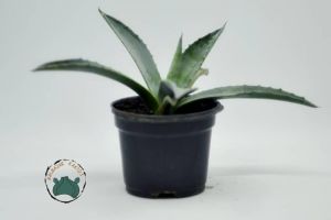 Agave Americana Sukulent - Sabır Bitkisi (10.5cm saksıda)