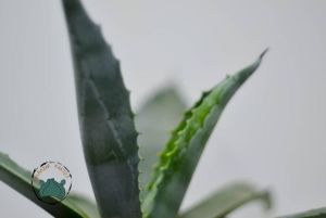 Agave Americana Sukulent - Sabır Bitkisi (10.5cm saksıda)