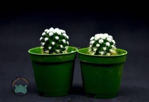 Mammillaria Vetula Arizona Snowcap Kaktüs Nadir Tür Kar Tanesi