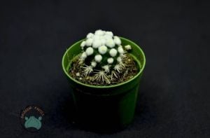 Mammillaria Vetula Arizona Snowcap Kaktüs Nadir Tür Kar Tanesi