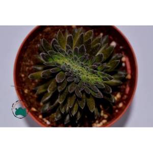 Sinocrassula Yunnanensis Kirpi Kaktüs Katlı Piramit Yaprak