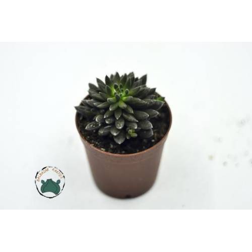 Sinocrassula Yunnanensis Kirpi Kaktüs Katlı Piramit Yaprak