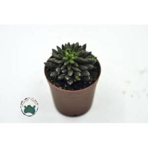 Sinocrassula Yunnanensis Kirpi Kaktüs Katlı Piramit Yaprak