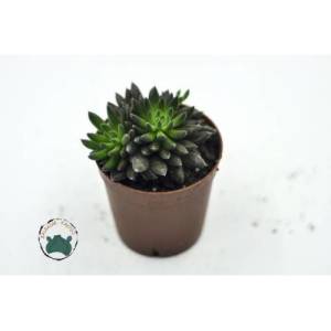 Sinocrassula Yunnanensis Kirpi Kaktüs Katlı Piramit Yaprak