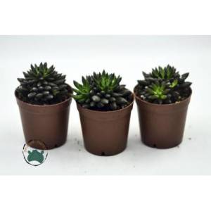Sinocrassula Yunnanensis Kirpi Kaktüs Katlı Piramit Yaprak