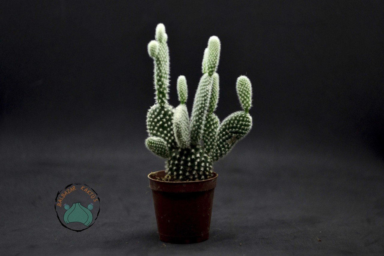 Opuntia Microdasys Albata Beyaz Dikenli Tavşan Kulağı Kaktüs