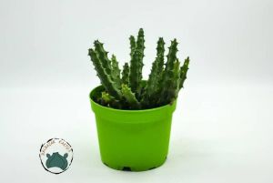 Orbea Semitubiflora Bordo Çiçek Açan Leş Kaktüsü (8,5cm saksı)