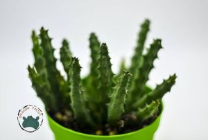 Orbea Semitubiflora Bordo Çiçek Açan Leş Kaktüsü (8,5cm saksı)