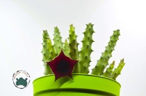 Orbea Semitubiflora Bordo Çiçek Açan Leş Kaktüsü (8,5cm saksı)